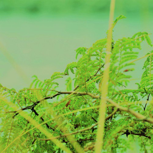 Fhungbili Somao by Bibungchar amp Hiteswar - Download on PagalFree