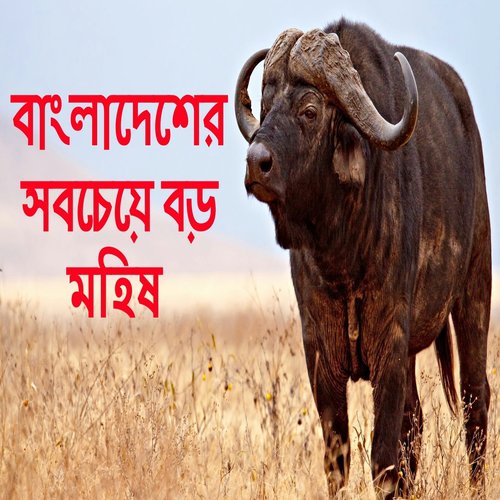 The Biggest Cow Of Bangladesh 2017 by Juel Raihan - Download on PagalFree