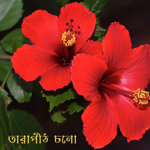 Bhola Mon Tui by Salil Das, Chayna Das, Suprobha Manna - Download on PagalFree