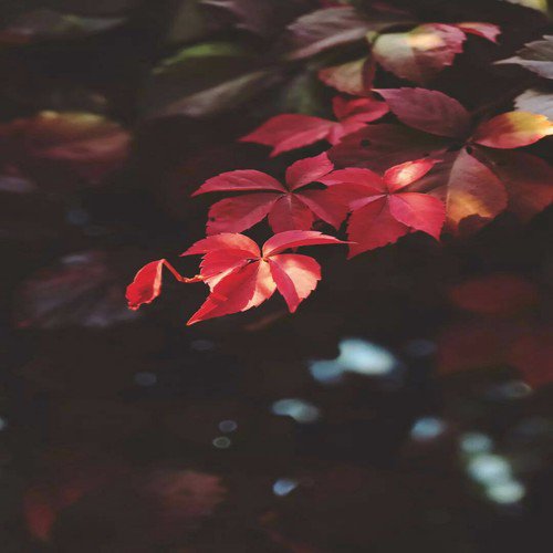 Chhand Taaron by Chhand Taaron - Download on PagalFree